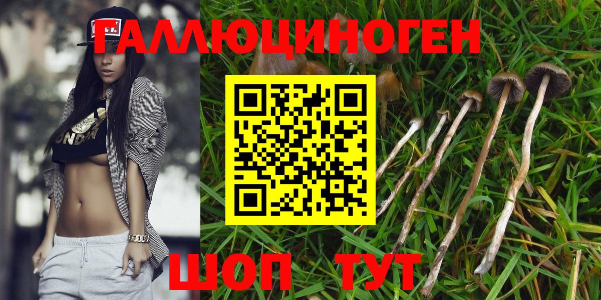 Галлюциногенные грибы прущие грибы  Норильск 